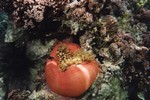 anemone lagon de moorea