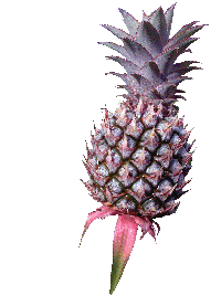 fruit ananas