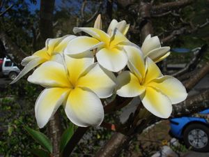 fleurs de tipanier blanche et jaune