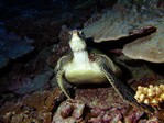tortue � moorea