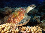 lamaisonbleuemoorea tortue