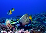 ange empereur exterieur lagon moorea