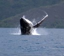 baleine pr�s de la c�te haapiti