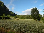 champs ananas moorea