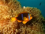 poisson clown sur son anemone