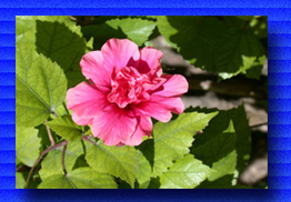 hibiscus multiple