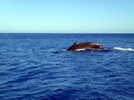 la maison bleue baleine