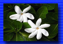 tiare tahiti